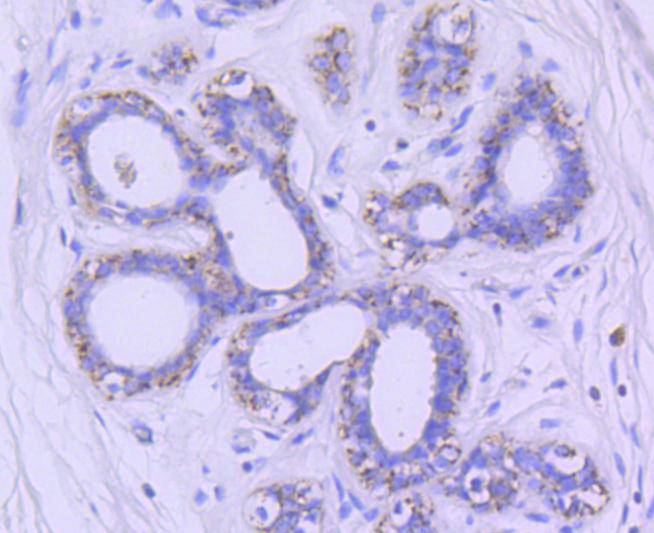 GSK3 beta Rabbit mAb