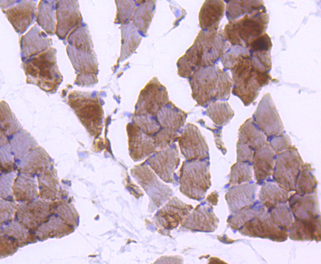 Plectin Rabbit mAb