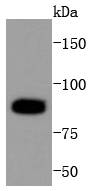 Cleaved PARP Rabbit mAb