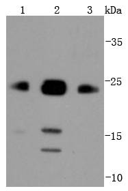 Bim Rabbit mAb