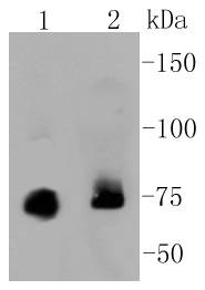 PKC alpha Rabbit mAb