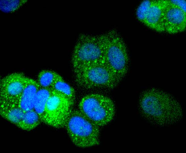 DARPP32 Rabbit mAb