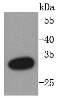 DARPP32 Rabbit mAb