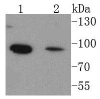 FOXO1A Rabbit mAb