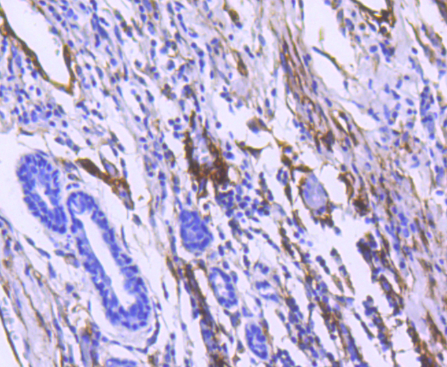 CD90 Rabbit mAb