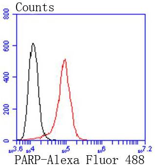 PARP Rabbit mAb