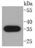 active+pro Caspase 3 Rabbit mAb