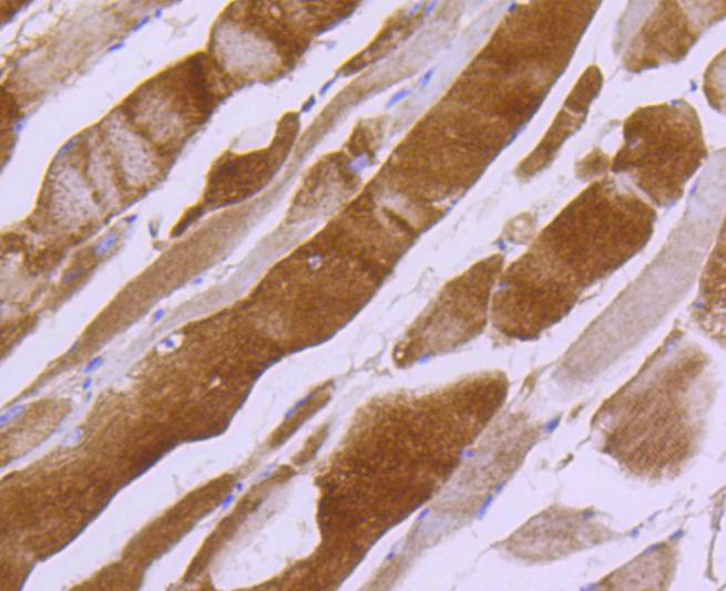 Myosin light chain kinase Rabbit mAb