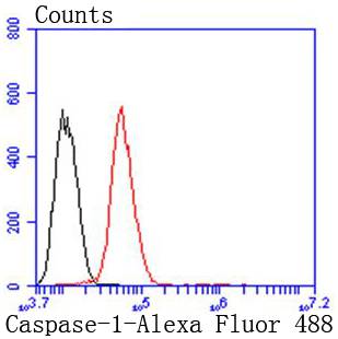 Caspase-1 Rabbit mAb