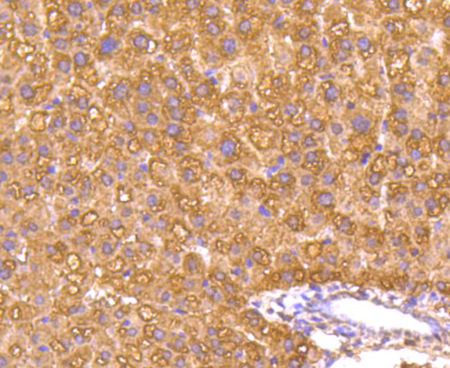 Caspase-1 Rabbit mAb