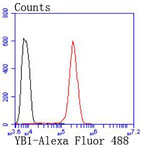 YB1 Rabbit mAb