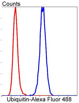 Ubiquitin Rabbit mAb