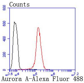 Aurora A Rabbit mAb