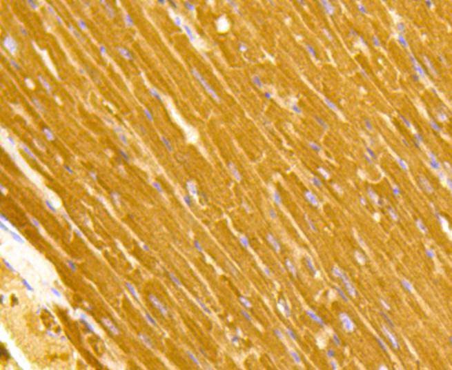 TOMM20 Rabbit mAb
