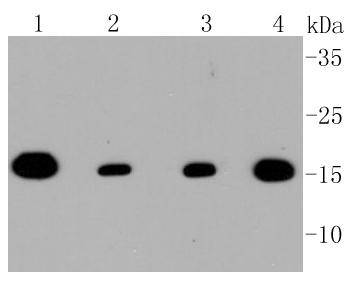 TOMM20 Rabbit mAb