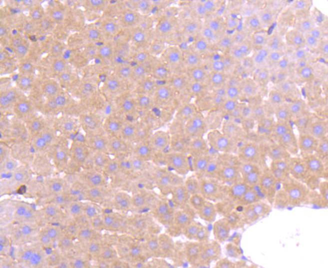 PRMT5 Rabbit mAb