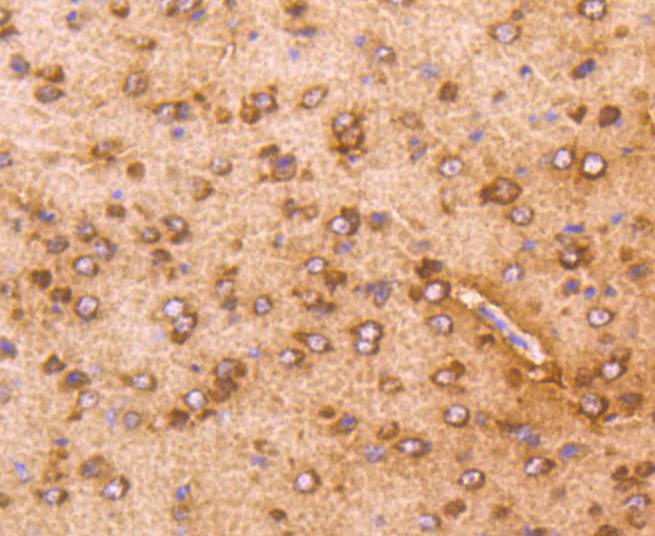 AKT1 Rabbit mAb