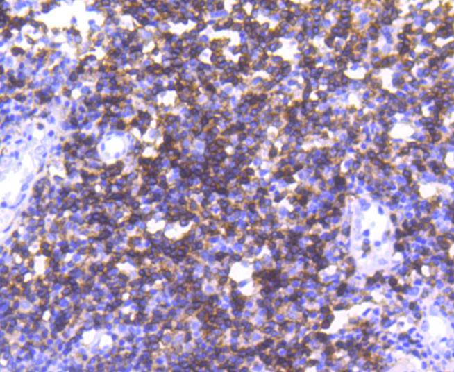 CD4 Rabbit mAb
