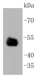 CD4 Rabbit mAb