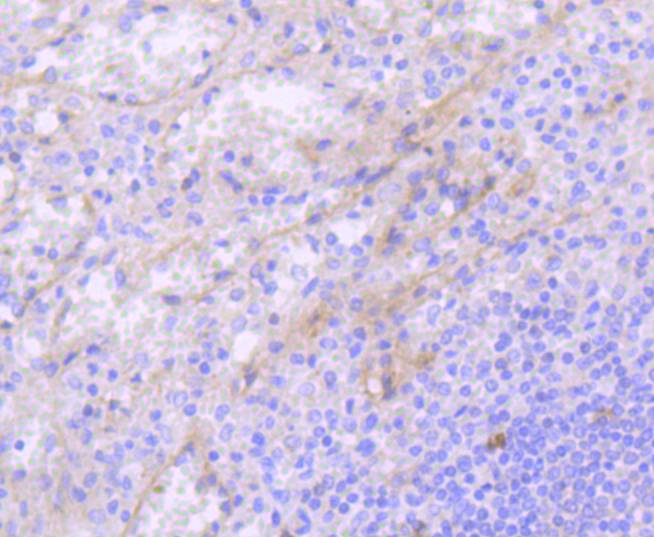 c-Kit Rabbit mAb