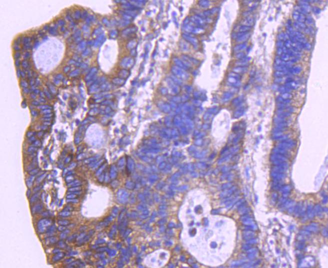 HtrA2/Omi Rabbit mAb