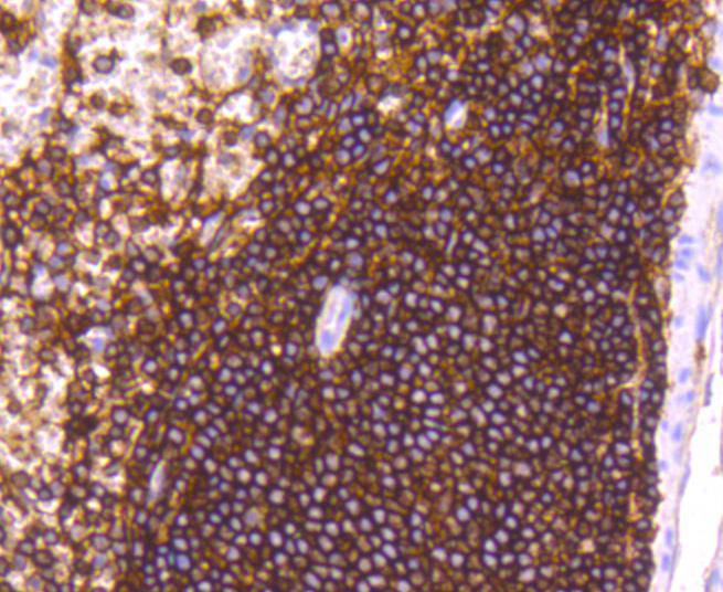 CD44 Rabbit mAb