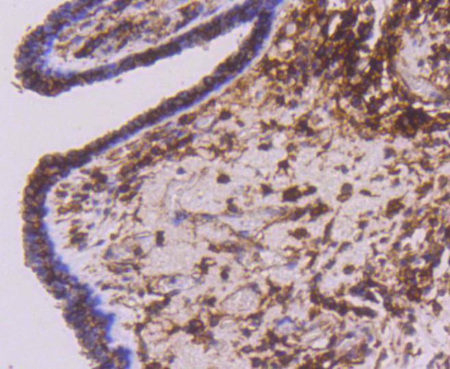 CD44 Rabbit mAb