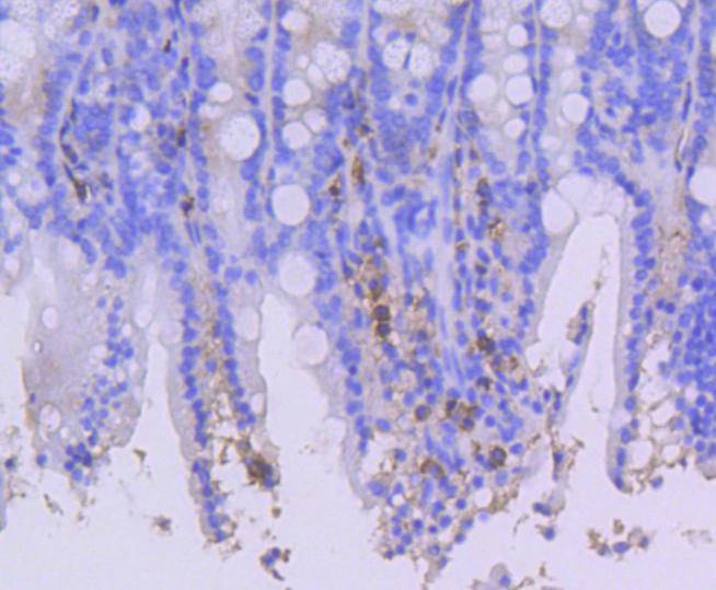 CD44 Rabbit mAb