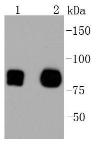 CD44 Rabbit mAb