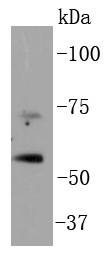 p73 Rabbit mAb