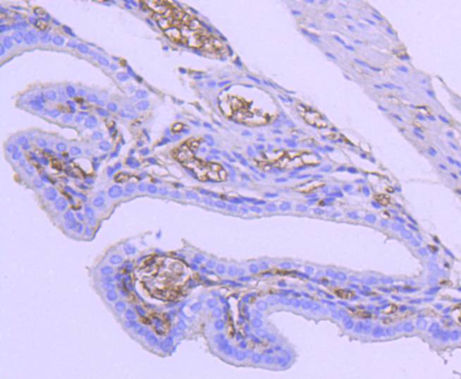 Tuberin Rabbit mAb