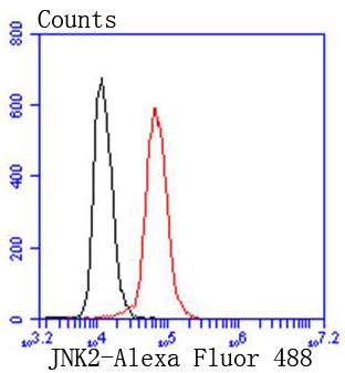 JNK2 Rabbit mAb