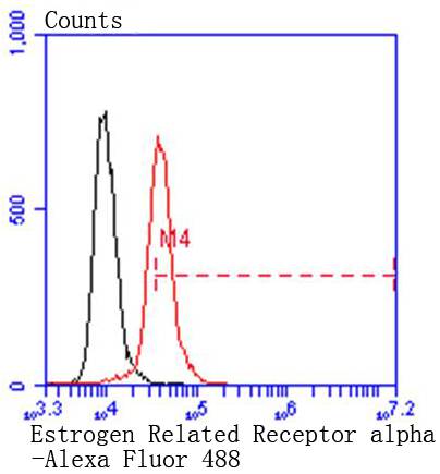 Estrogen Related Receptor alpha Rabbit mAb