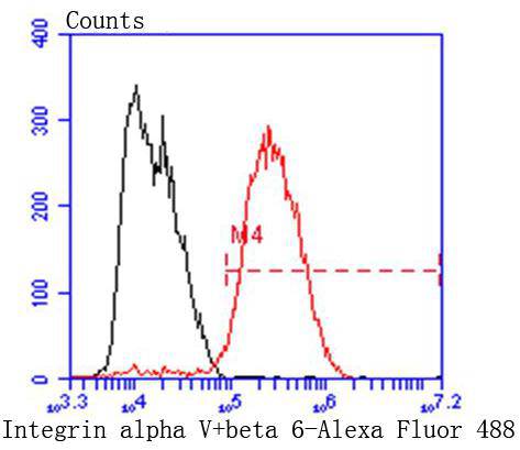 Integrin alpha V Rabbit mAb