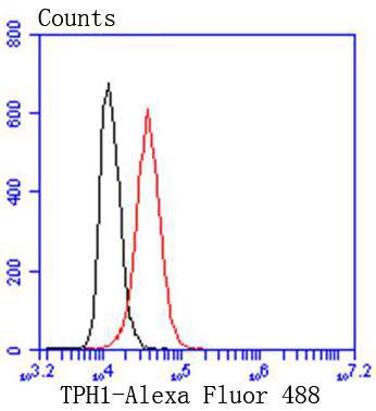 Tryptophan Hydroxylase 1 (TPH1) Rabbit mAb
