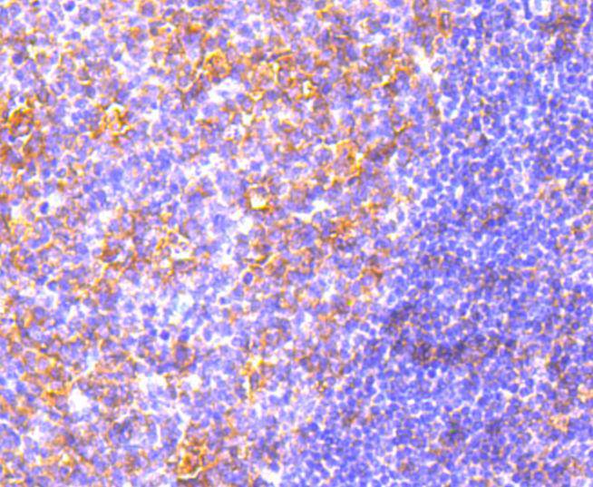 MyD88 Rabbit mAb