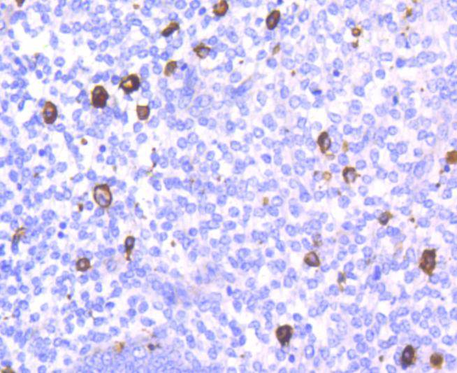 CD14 Rabbit mAb