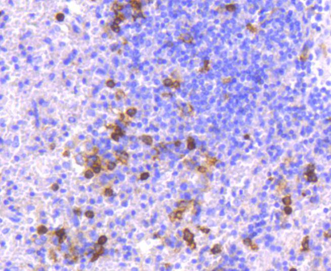 CD14 Rabbit mAb