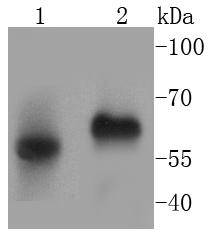 CD14 Rabbit mAb