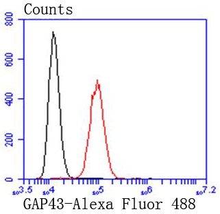 GAP43 Rabbit mAb