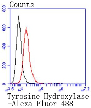 Tyrosine Hydroxylase Rabbit mAb