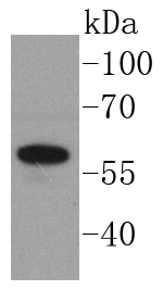 Angiopoietin 1 Rabbit mAb