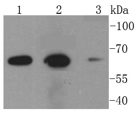 NOX2/gp91phox Rabbit mAb
