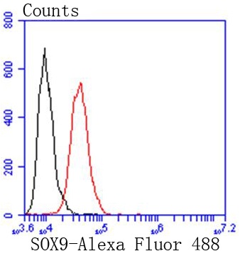SOX9 Rabbit mAb