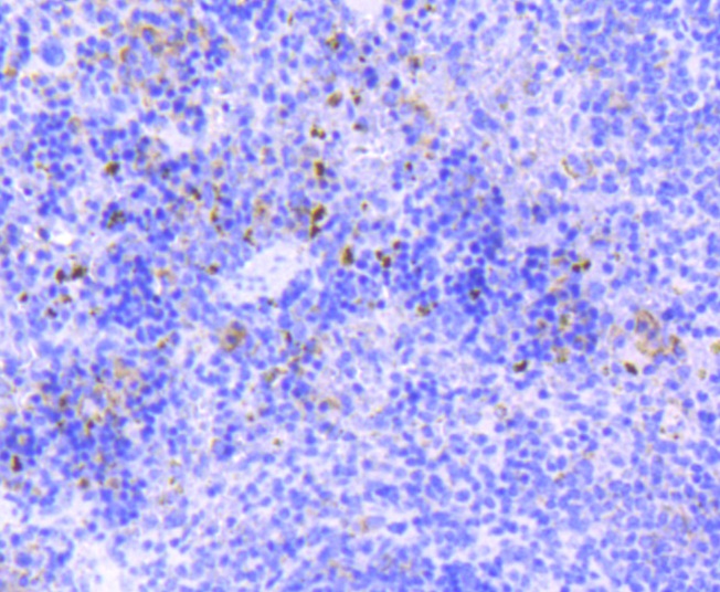 SOX9 Rabbit mAb
