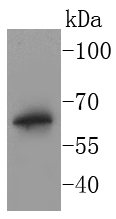BPI Rabbit mAb
