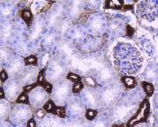 PPP1R1A Rabbit mAb