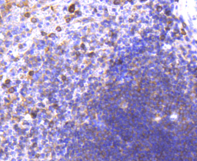CD38 Rabbit mAb