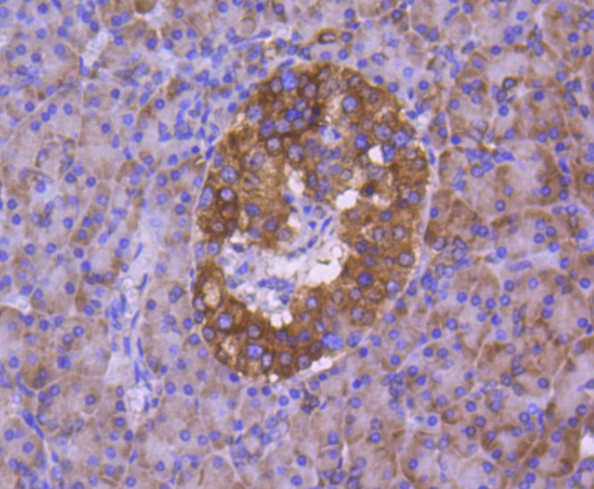 Calnexin Rabbit mAb
