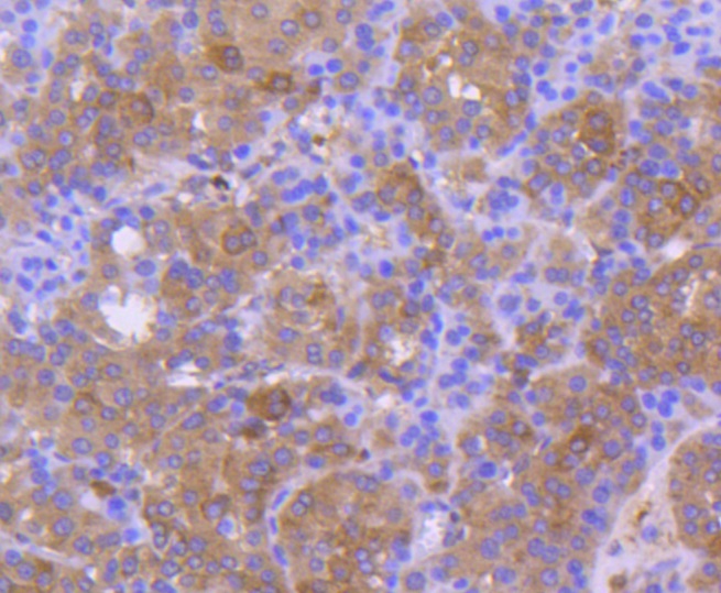 Calnexin Rabbit mAb